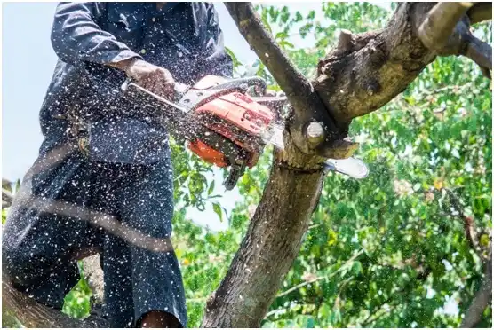 tree services Mount Horeb